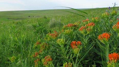 Tall Grass Prairie